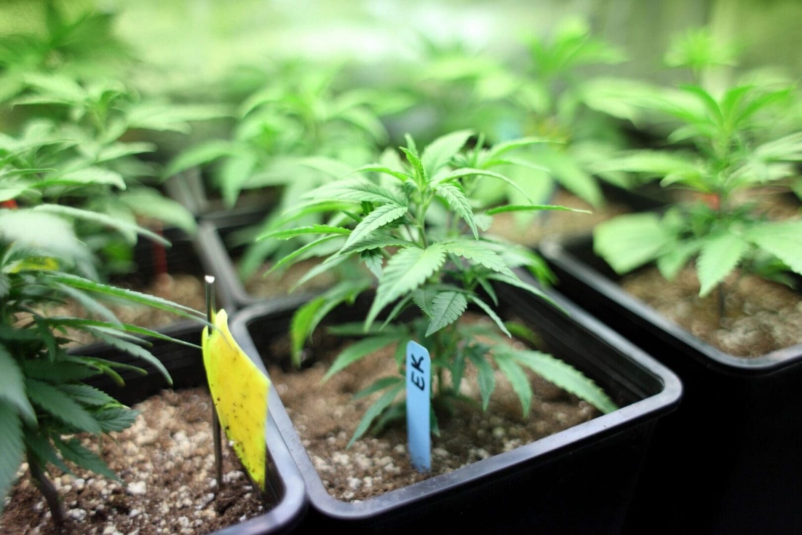 A close up of plants in pots with labels