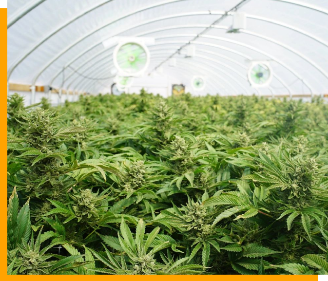 A large greenhouse filled with lots of green plants.