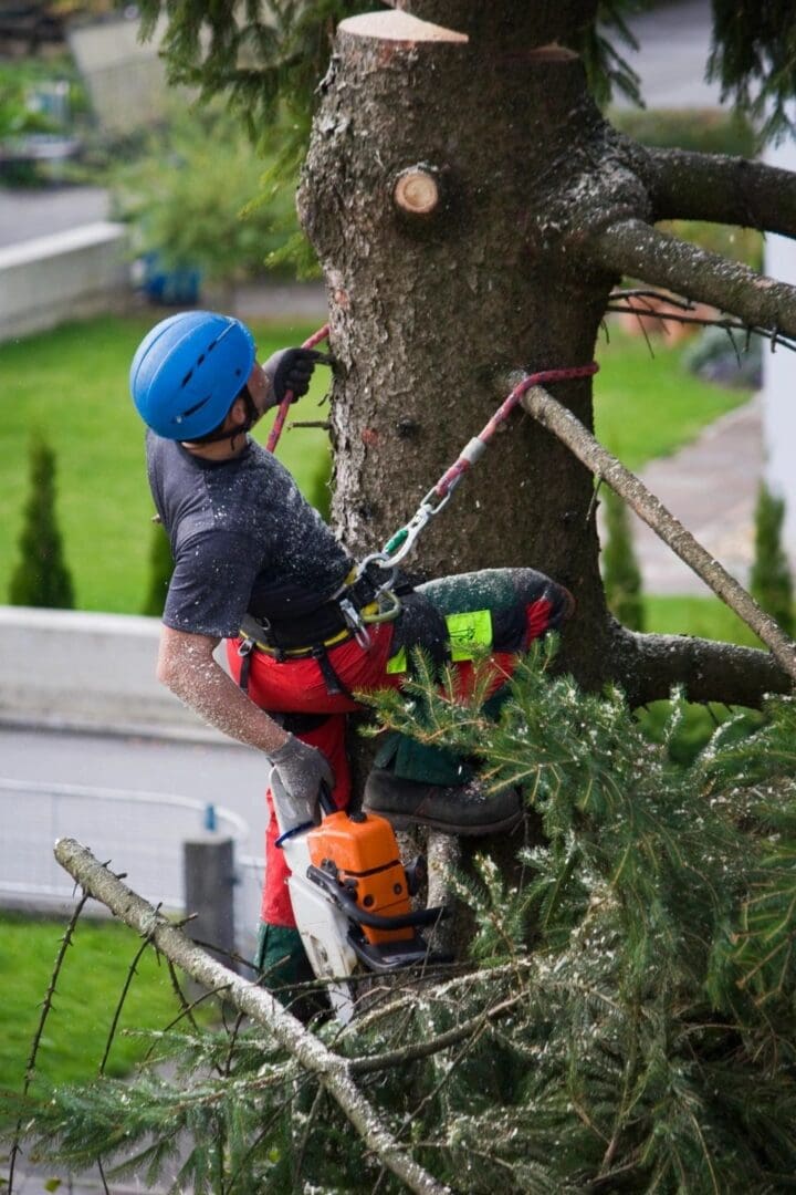 A man in red shirt and blue helmet on tree.