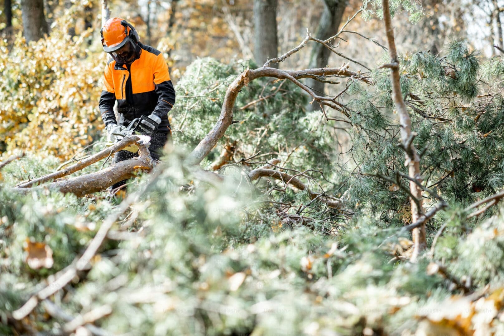 A man in an orange jacket is cutting branches.